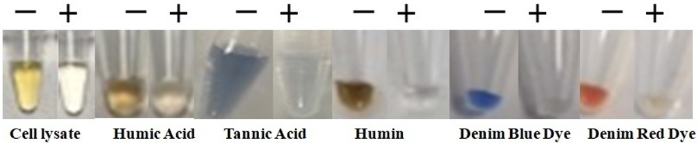 Cell lysate cleanup and PCR inhibitor removal