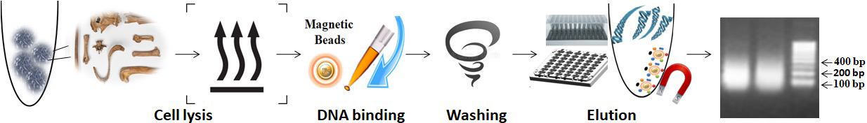 Workflow of Bone-Teeth DNA Isolation