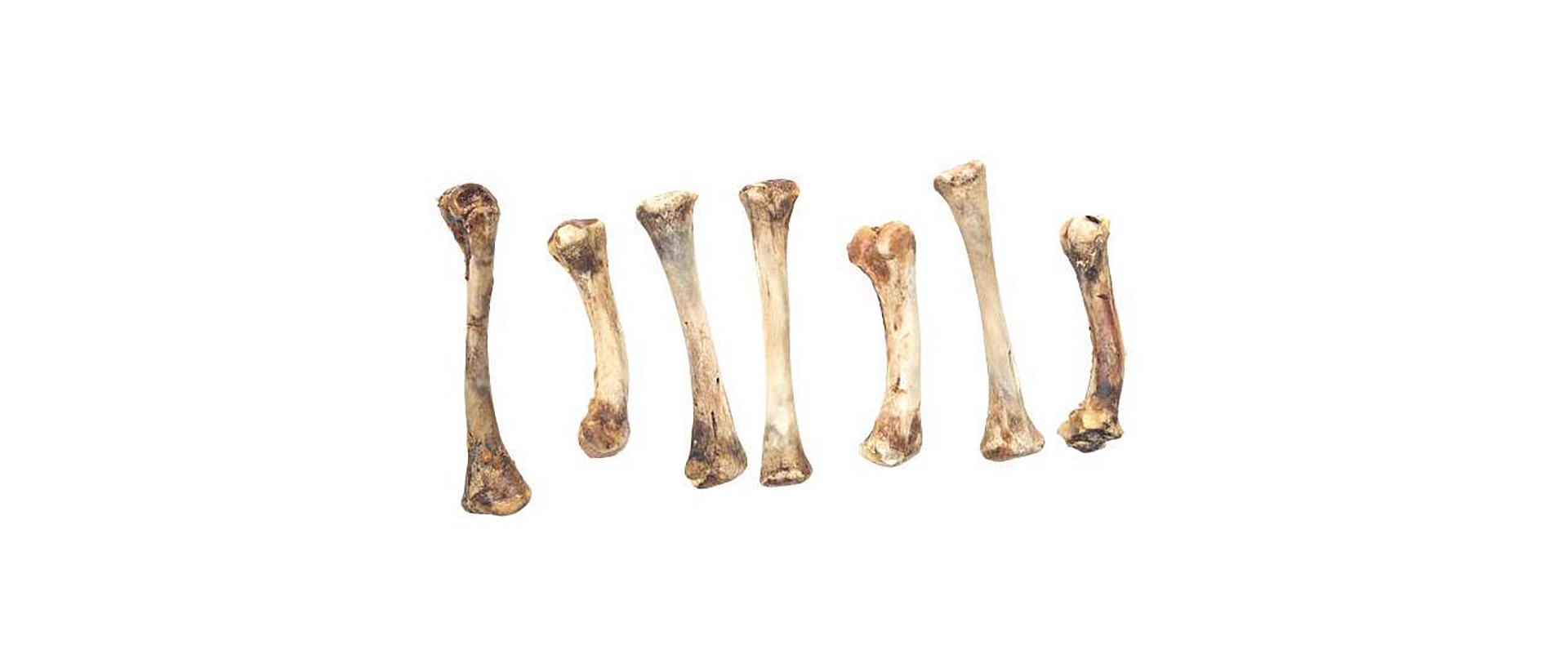 bone-DNA-1