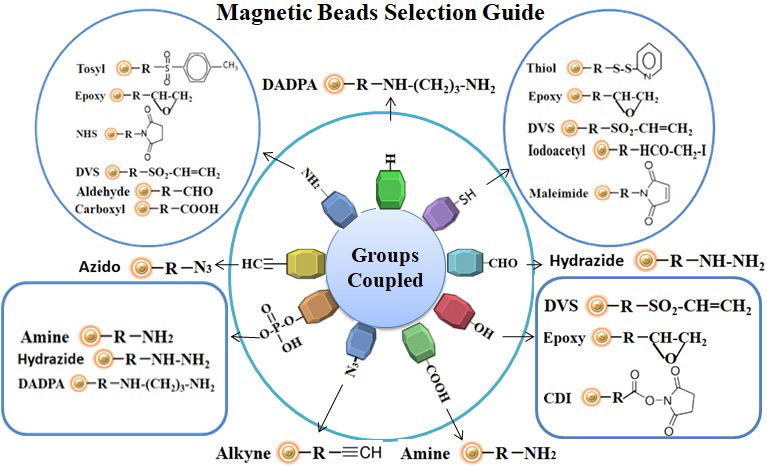 Preactivated magnetic beads selection guide based on chemical groups