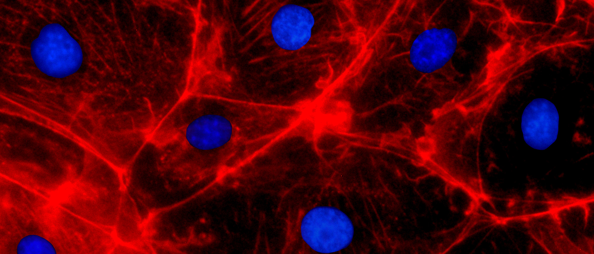 Time-Resolved-Fluorescence-6-1920