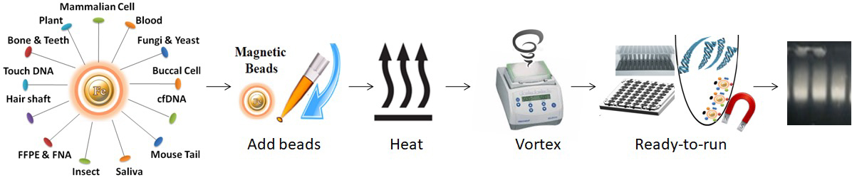 Workflow of One-Step DNA Purification