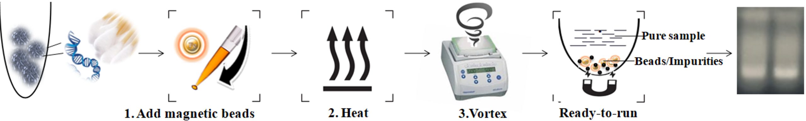 Principle and workflow of buccal cell DNA purification